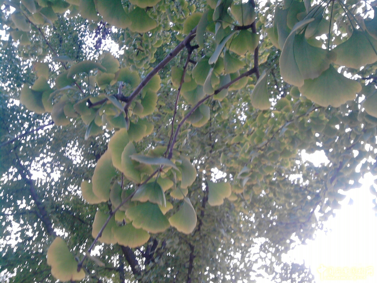 香山紅葉 秋游植物園 萬(wàn)葉戀歌 植物園 紅楓