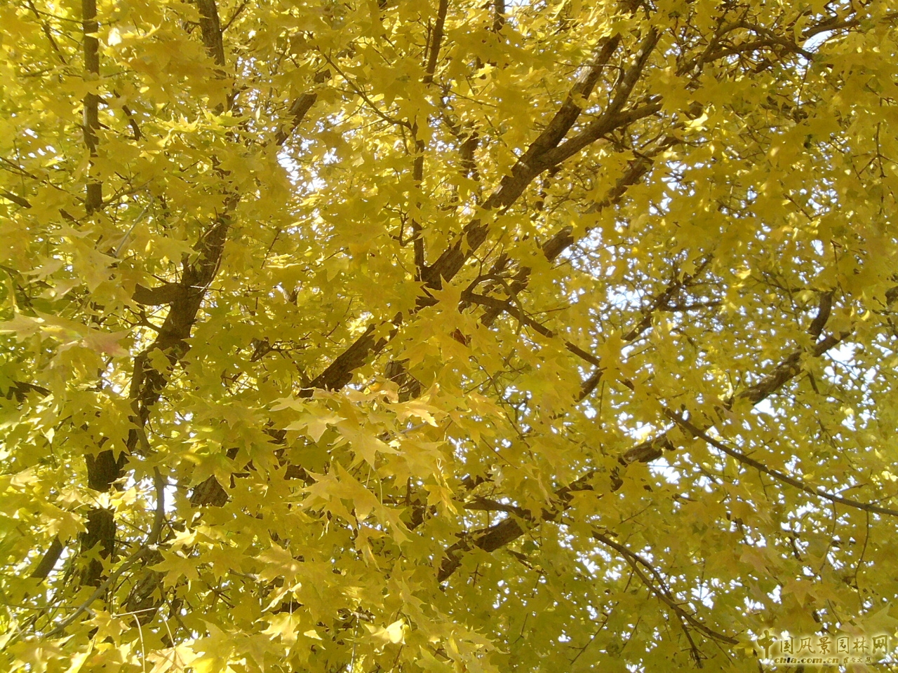 香山紅葉 秋游植物園 萬(wàn)葉戀歌 植物園 紅楓