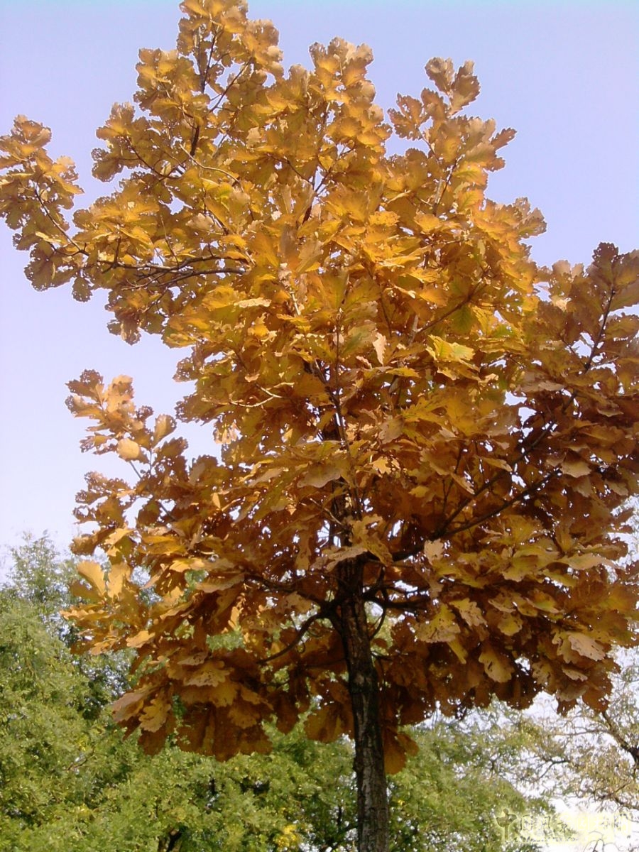 香山紅葉 秋游植物園 萬葉戀歌 植物園 紅楓