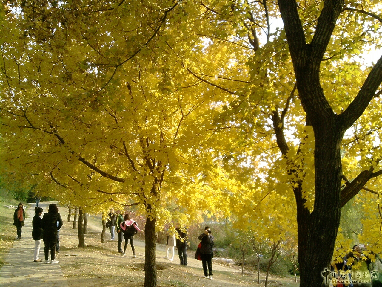 香山紅葉 秋游植物園 萬葉戀歌 植物園 紅楓