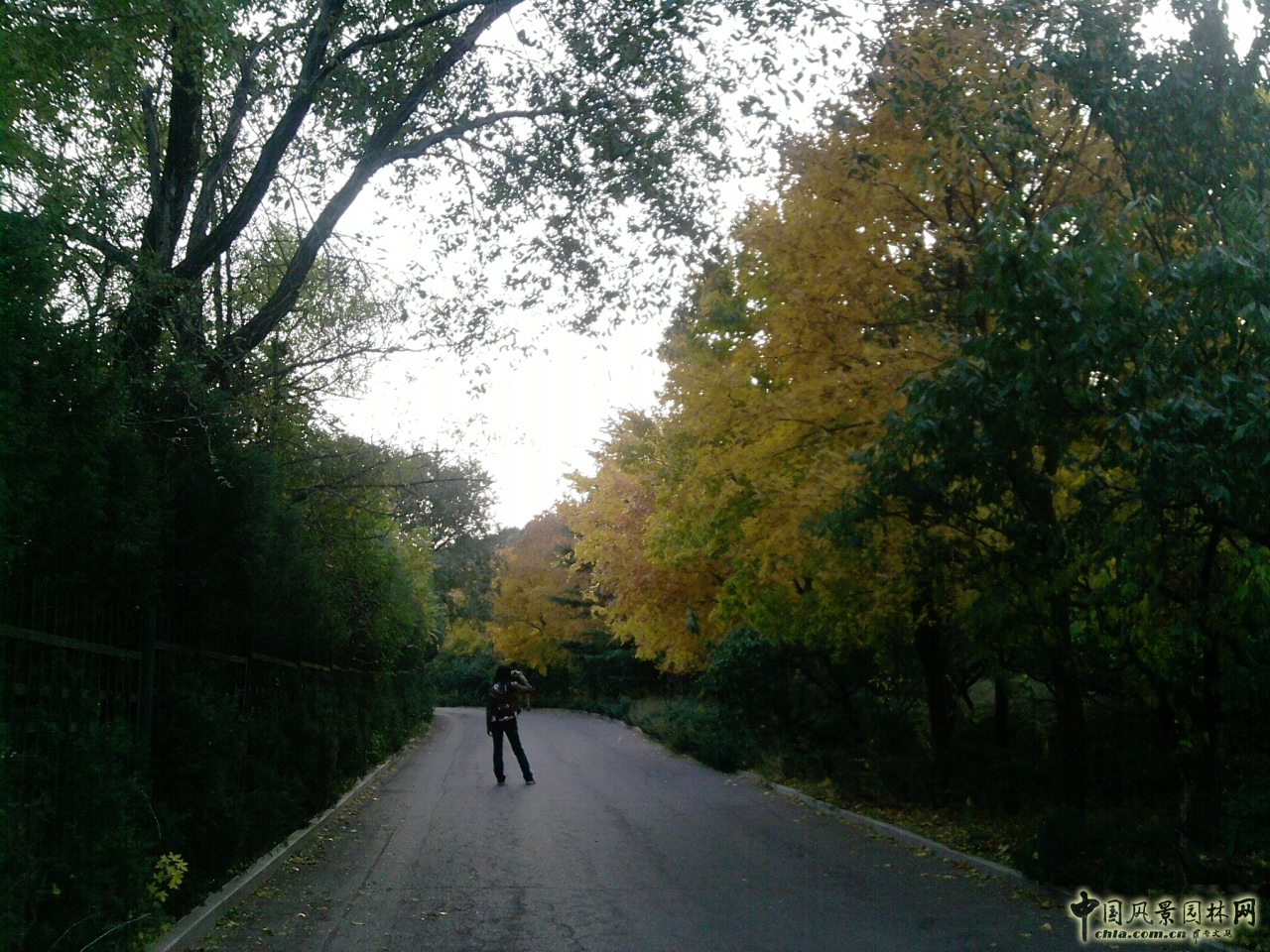香山紅葉 秋游植物園 萬(wàn)葉戀歌 植物園 紅楓