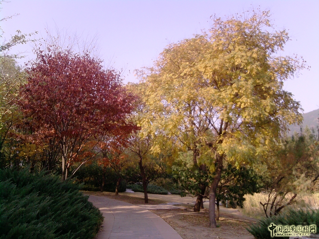 香山紅葉 秋游植物園 萬(wàn)葉戀歌 植物園 紅楓