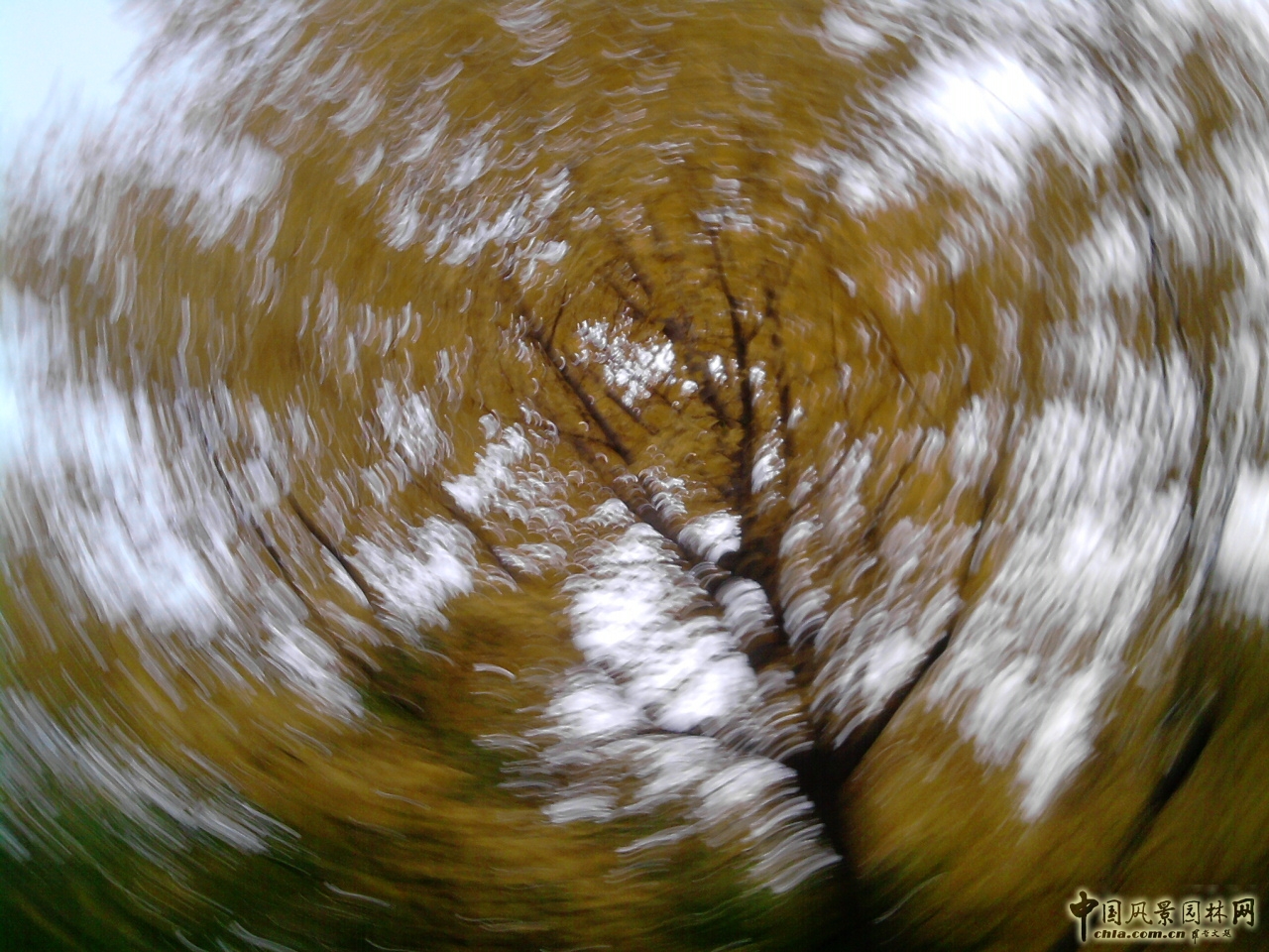香山紅葉 秋游植物園 萬葉戀歌 植物園 紅楓