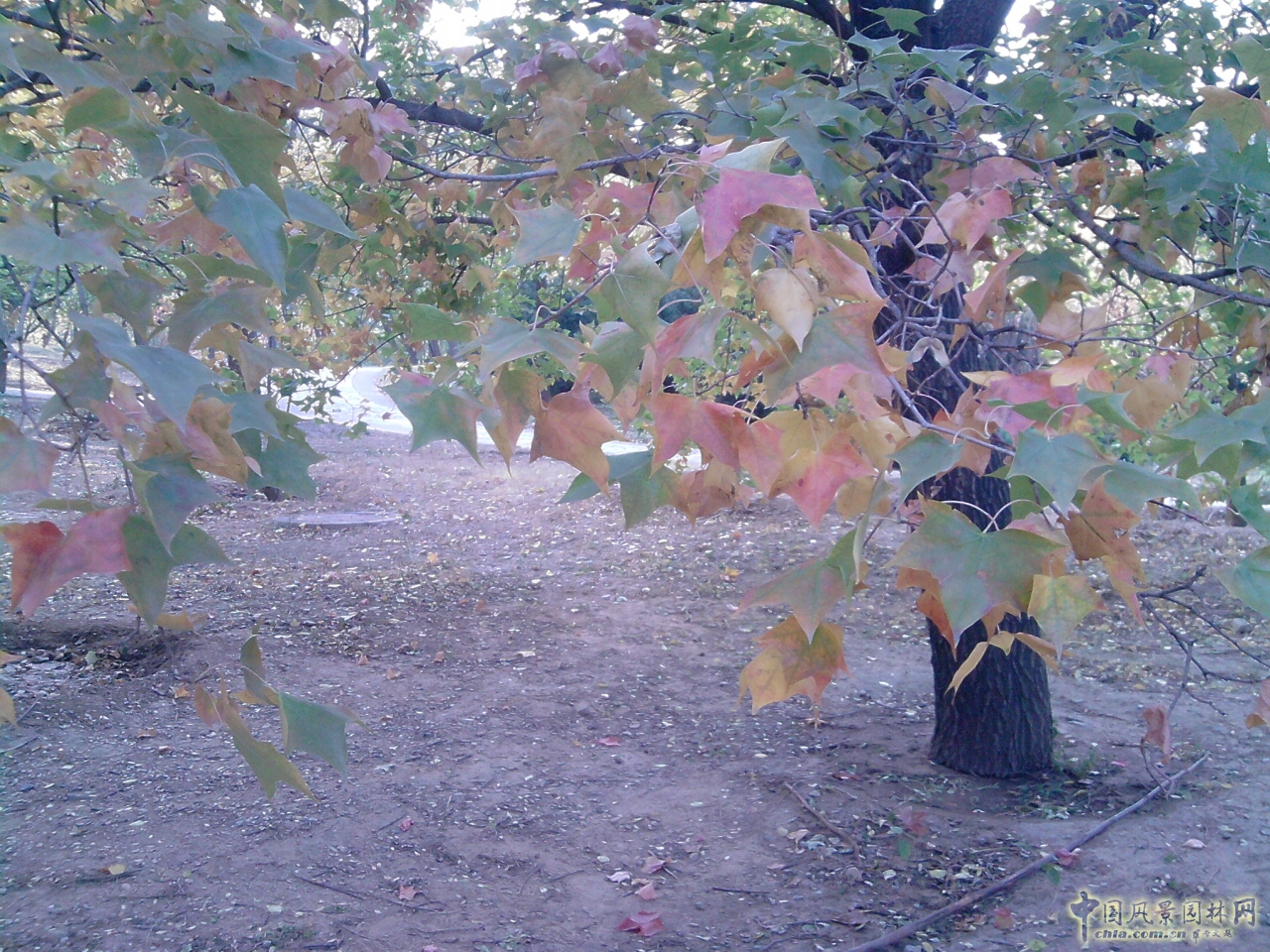 香山紅葉 秋游植物園 萬葉戀歌 植物園 紅楓
