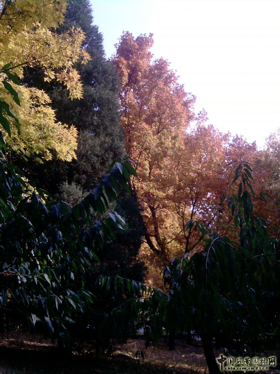 香山紅葉 秋游植物園 萬葉戀歌 植物園 紅楓