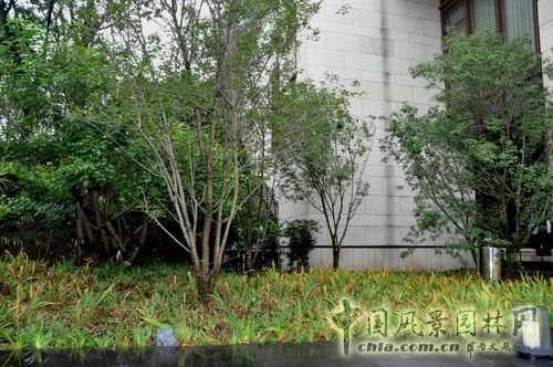 住宅景觀獎 園林工程 重慶星耀天地會所示范區