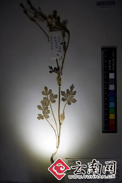 厚葉絲瓣芹(Acronema crassifolium) 翟劍 攝