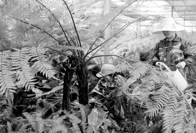 銅陵成功引種桫欏