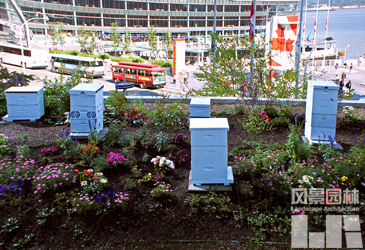 屋頂農(nóng)場(chǎng) 天空菜園 城市規(guī)劃 屋頂綠化 城市綠地