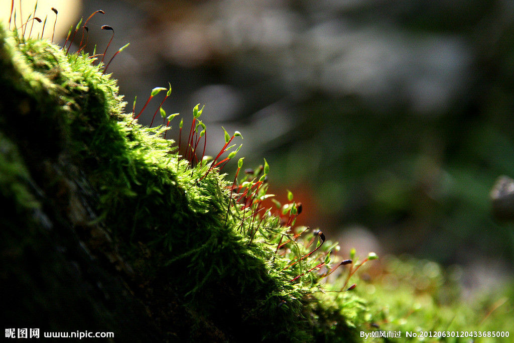 一種名為齒肋赤蘚的苔蘚植物