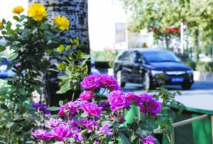 這些月季花都是引進的耐寒月季品種,可以持續開放到12月。