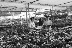 花卉博覽會 花木抵押貸款 融資模式 花木企業