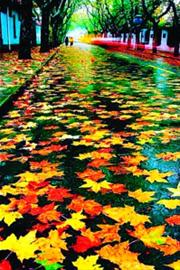 徐匯區落葉景觀路