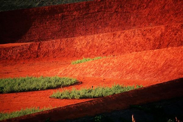 植物園 澳大利亞花園 Cranbourne皇家植物園 植物景觀