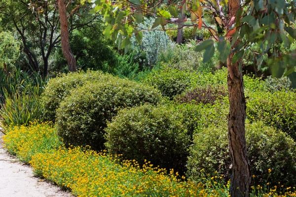 植物園 澳大利亞花園 Cranbourne皇家植物園 植物景觀