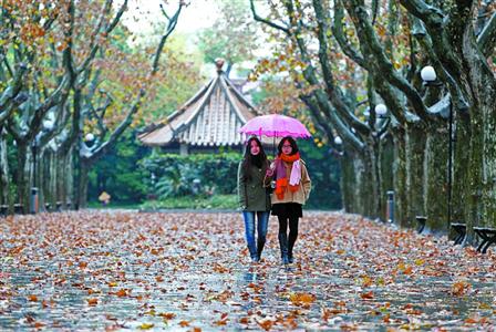在許多街頭,梧桐樹(shù)葉紛紛落地,市民們打著雨傘行走在街頭 殷立勤 攝