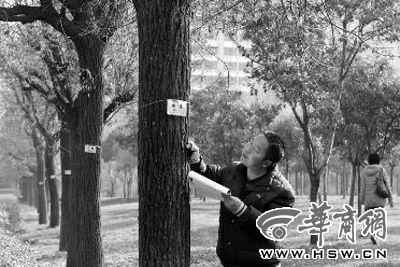 12月14日，西安市烈士陵園北廣場，工作人員正在核對樹木信息本報記者湯繼穎攝