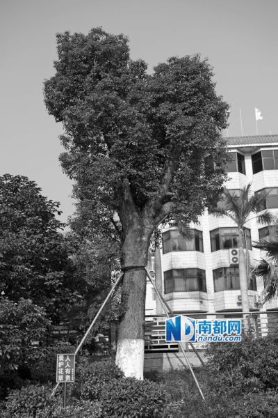 黃麻布社區(qū)辦公樓附近的天價(jià)樟樹(shù)。南都記者 陳文才 攝 