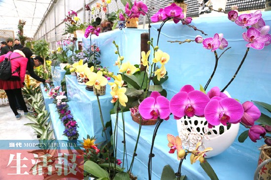 迎春花卉 南寧 名貴花卉 花卉品種