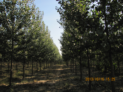 北方沙地楊樹速生豐產林自動化滴灌栽培技術通過科技成果鑒定
