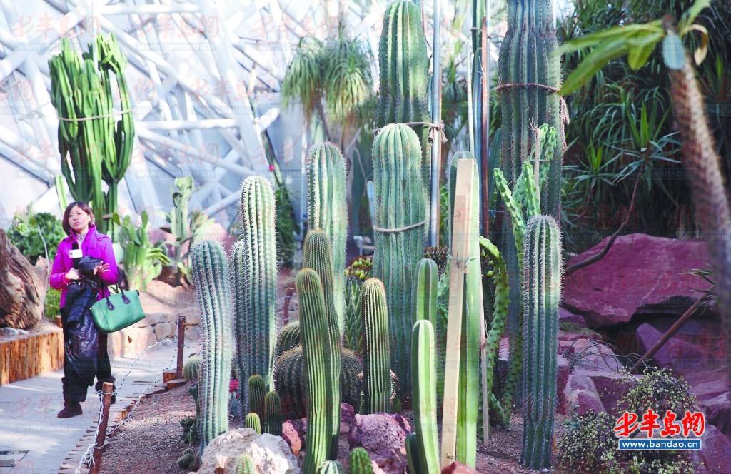 植物館內有數十種肉類植物仙人掌、仙人球。