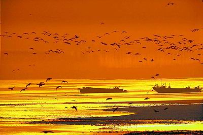 黃河濕地 濕地景觀 濕地保護(hù)