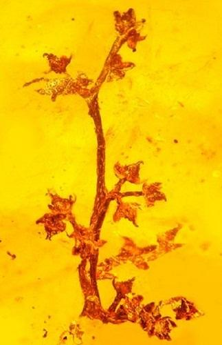 開花植物的進化改變了地球生物的多樣性