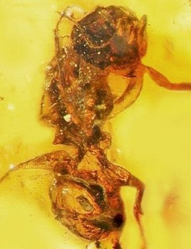 研究人員還在緬甸琥珀中發(fā)現(xiàn)了蜜蜂