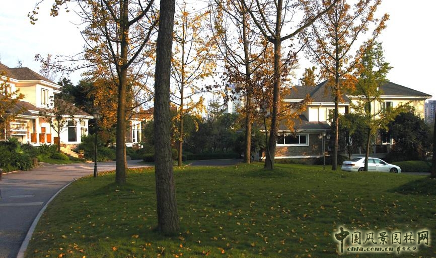 重慶龍湖香樟林