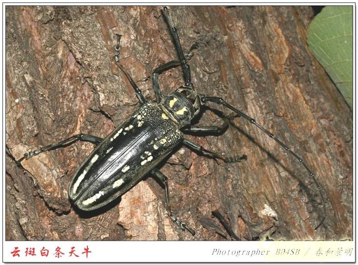 云斑白條天牛
