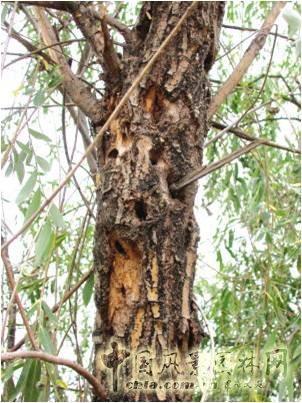 柳樹的受害部位