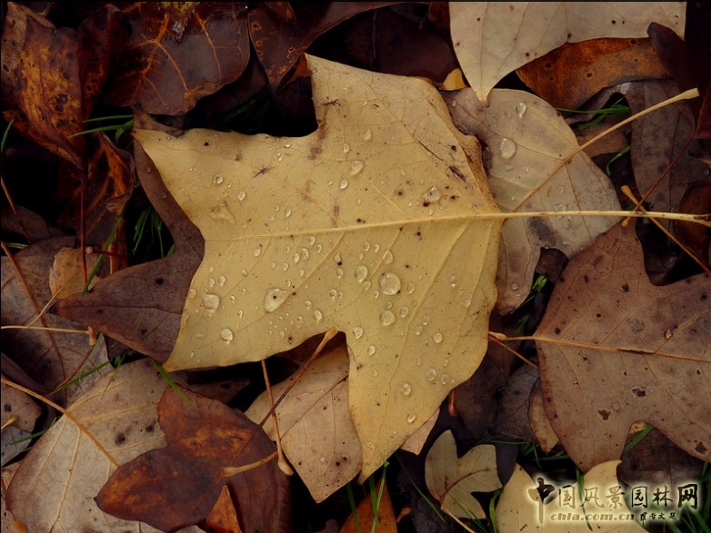 鵝掌楸(馬褂木)