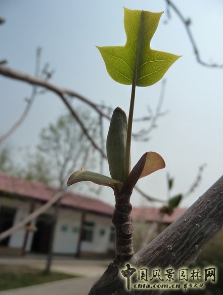 鵝掌楸(馬褂木)