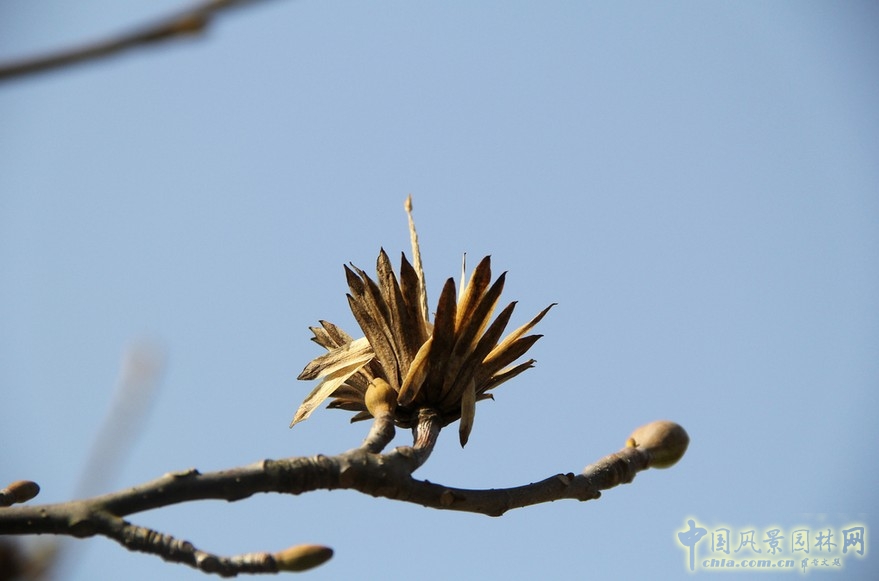 鵝掌楸(馬褂木)