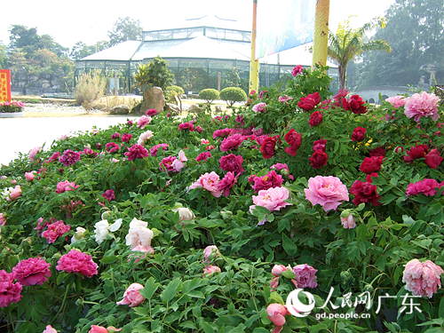 華南植物園里的牡丹。