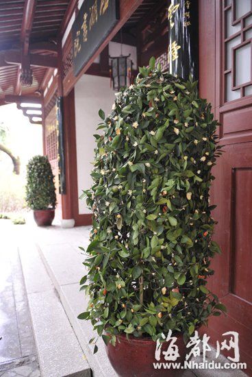 福州西湖公園景觀橘被摘光