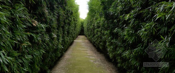 竹子迷宮