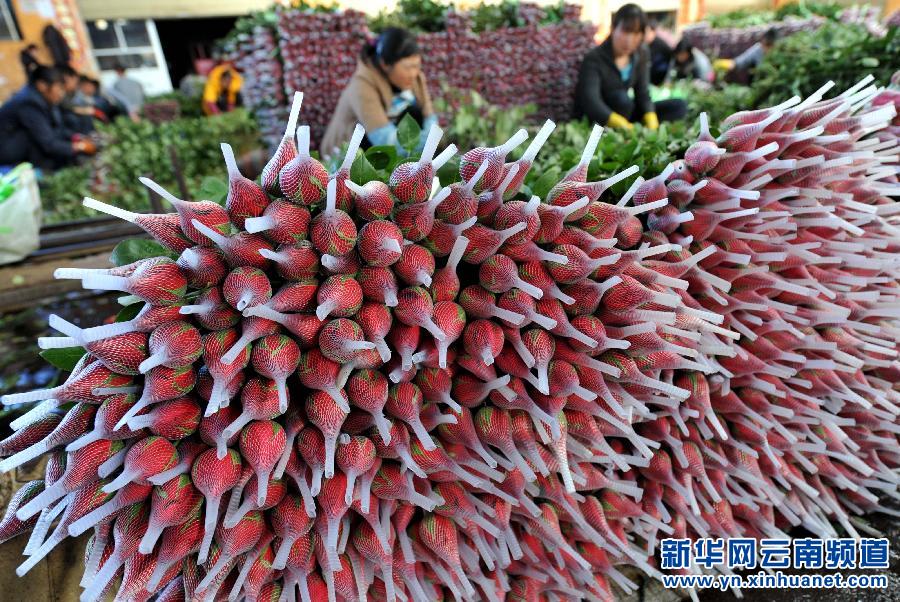 情人節 玫瑰價格 鮮花市場 元宵節 