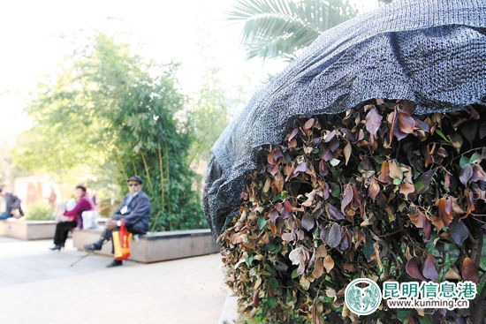 穿金路旁席子營小游園內(nèi)被凍壞的植物