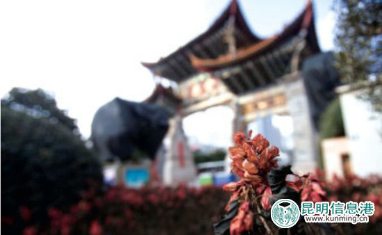 一叢鮮花被霜雪凍蔫了