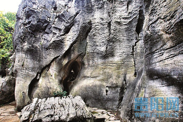 栩栩如生的“象鼻”石。