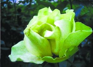 月季新品種“綠野”。