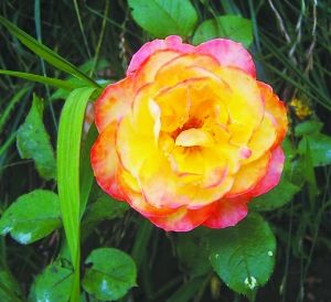 月季新品種“哈雷彗星”。