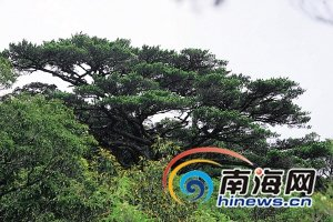 海拔1811米高的鸚哥嶺主峰上的五針松。海南日報記者張杰攝