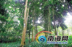 海南瀕危珍稀植物油楠,保存在儋州中國熱帶農業科學院植物園內。海南日報記者蘇曉杰攝