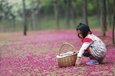 森林公園里，櫻花飛落滿地，如錦似緞