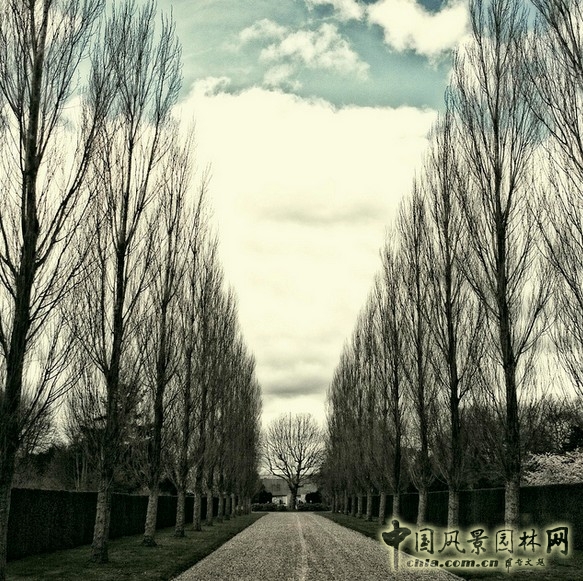 De Nieuwe Ooster公墓