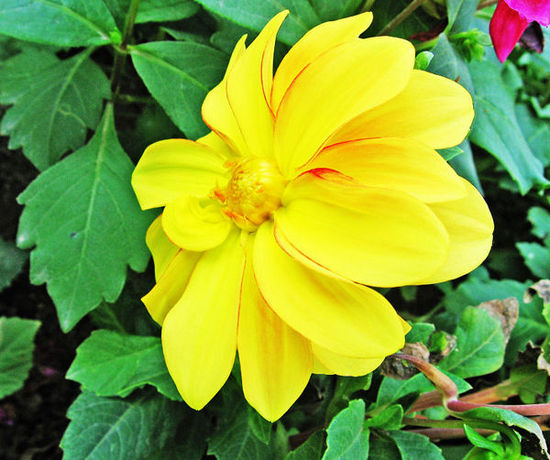 北京世界花卉大觀園