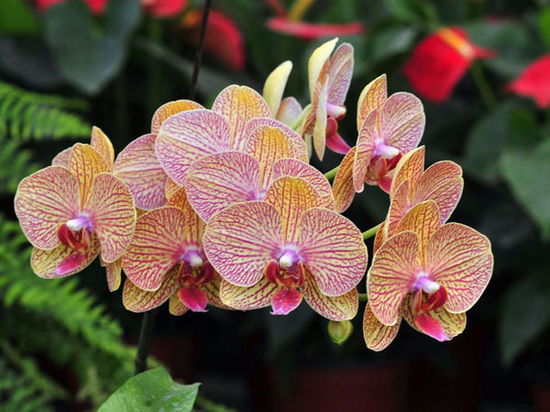 北京世界花卉大觀園