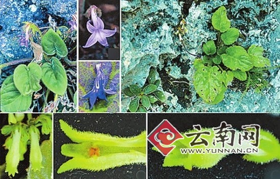 中科院昆明植物研究所研究員稅玉民　攝 